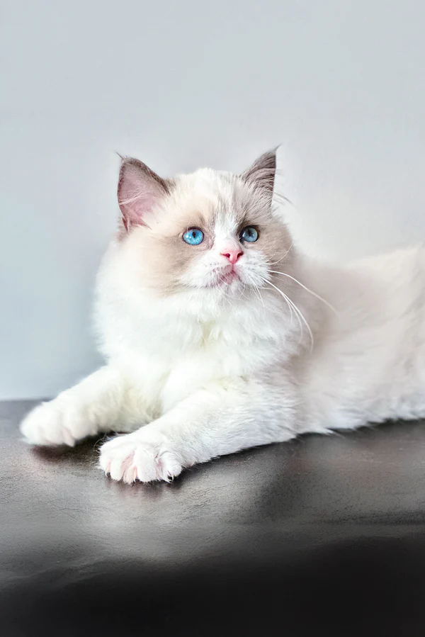 Max - Image 2