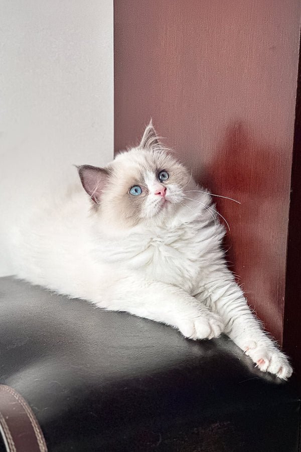Max - Image 4