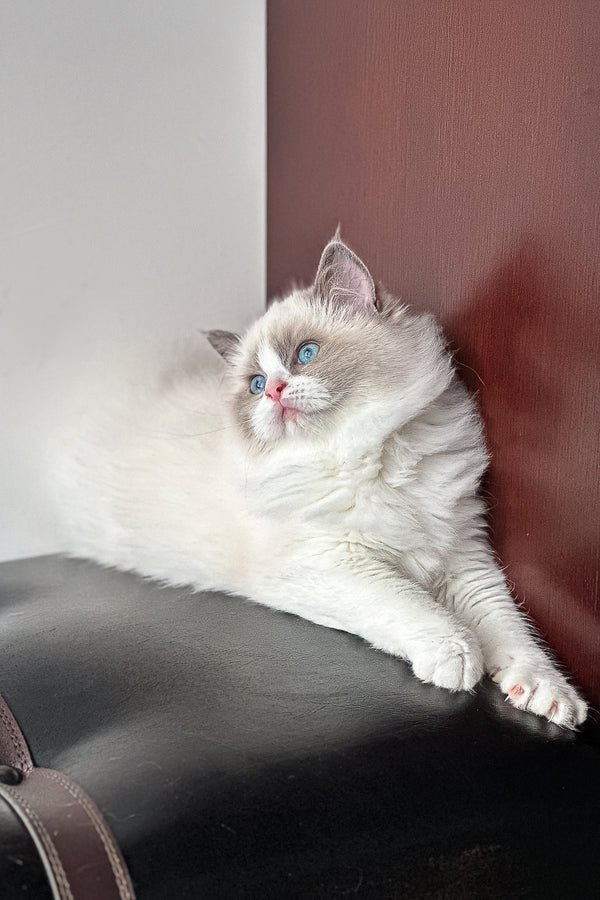 Max - Image 5