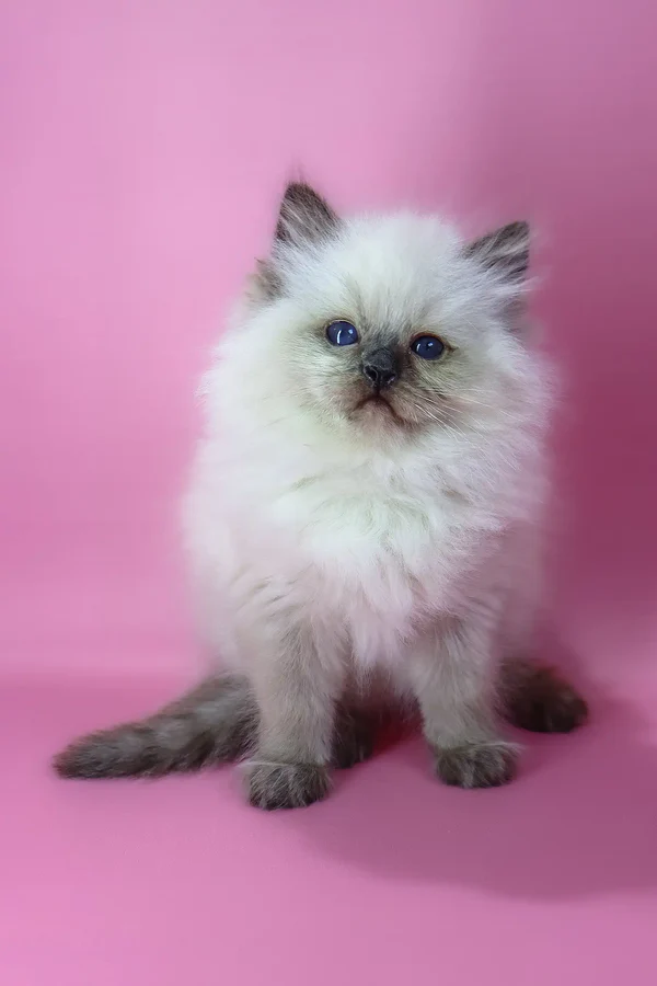 Felix