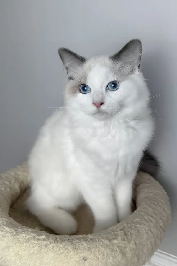Meowise