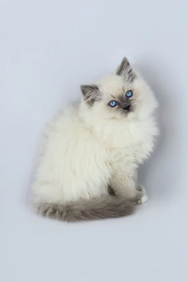 Yasha
